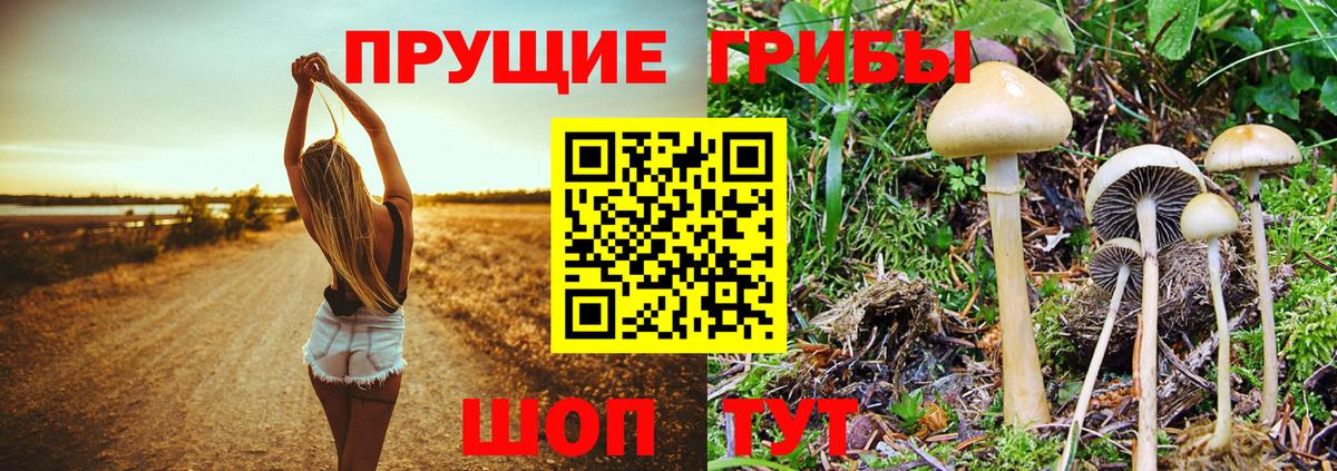 Псилоцибиновые грибы Cubensis Ленинск-Кузнецкий